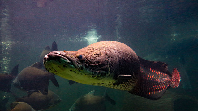 Pirarucu (Arapaima gigas) one largest freshwater fish and river lakes in Brazil