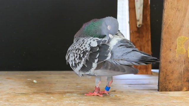 speed racing pigeon preening feather in home loft