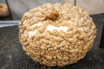 Pumpkins in Ludwigsburg,Germany. Competition, garden.