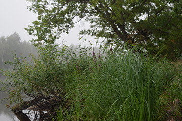 утро на реке