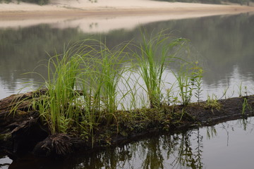 утро на реке