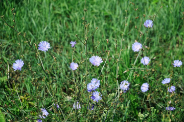 Wild chicory grows among grasses in a meadow
