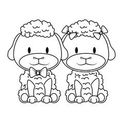 cute and adorable couple sheep characters