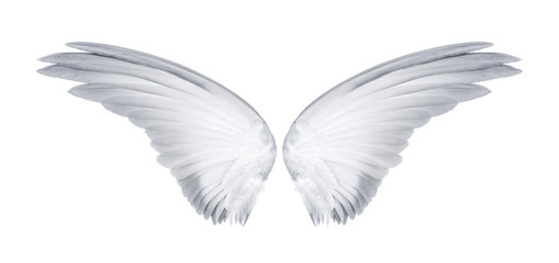 Fototapeta na wymiar Wings of birds isolated on white background
