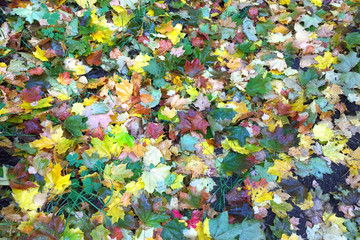 Texture of autumn leaves