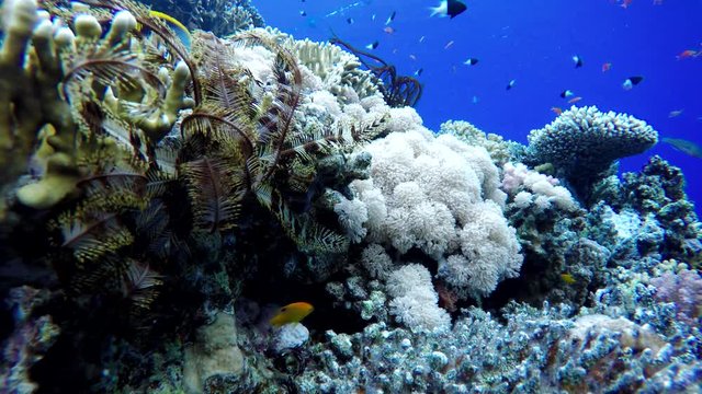 Colorful corals and fish. Tropical fish. Underwater life in the ocean.