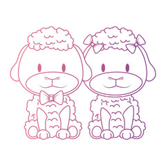 cute and adorable couple sheep characters