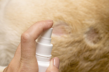 Treatment of an animal wound. Disinfection of a spray. A close-up.