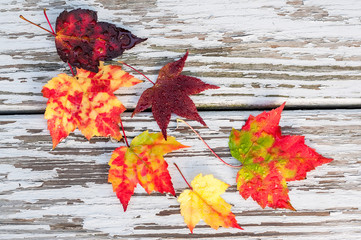 Autumn leaves of different shapes and bright different colors on an old wooden white background in cracks.
