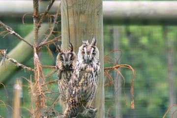 Zwei Waldohreulen (Asio otus)