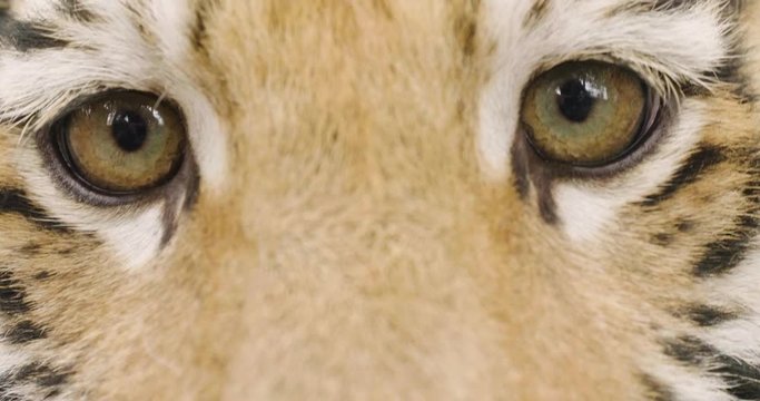 Portrait of a tiger cub in the forest. Concept: Wildlife, animal, wild