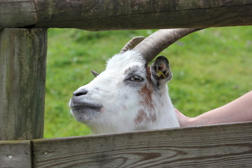 Kopf einer Ziege wird gestreichelt