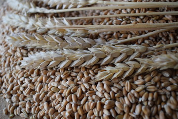 Obraz premium wheat 