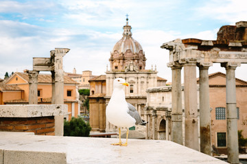 Seagull in ancient Rome forum