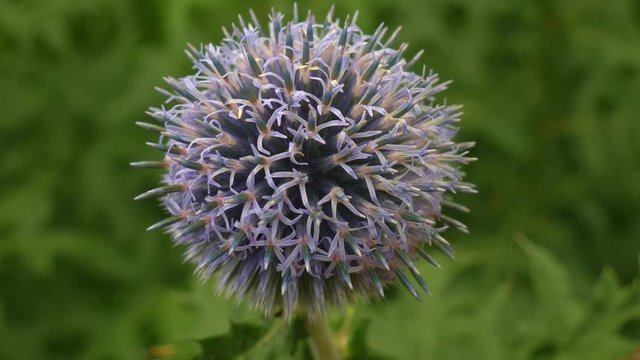 Closeup shot of a thistle flower in the summer blowing in the wind, not fully blooming.
