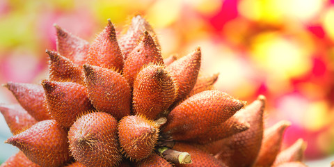 Fototapeta premium Red salacca wallichiana, delicious Thai fruit