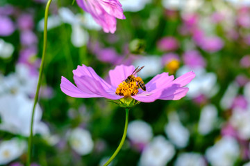 The bee is collecting and drinking the cosmos flowers.