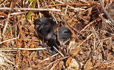 schwarze Kreuzottern ( Vipera berus ) bei der Paarung 2