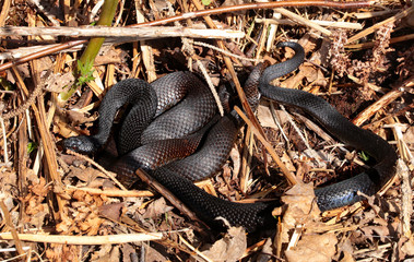 schwarze Kreuzottern ( Vipera berus ) bei der Paarung