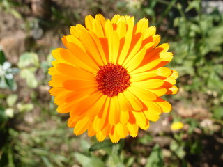 Orange marigold, marigold, close-up.