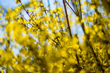 Soft focus of yellow flowers bloom in spring