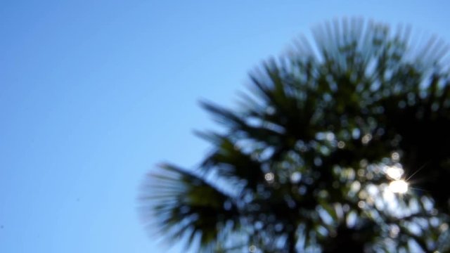 Sun Rays Shining Through the Leaves of a Blurry Palm Tree