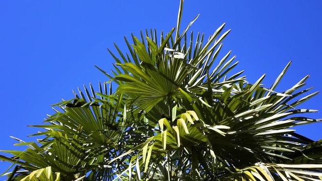 Palm Leaves Blowing in the Breeze