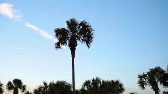 Tall Palm Tree Flowing in the Breeze at Sunset