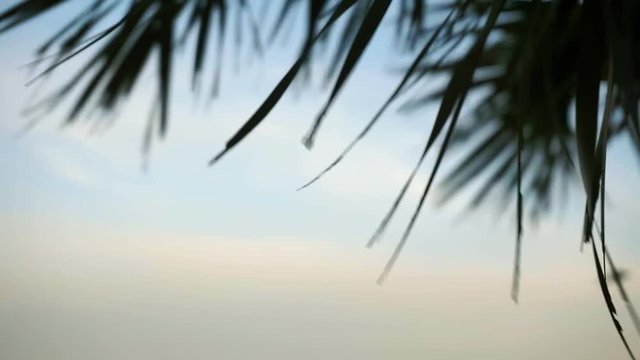 Palm Leaves Flowing in the Coastal Breeze at Sunset