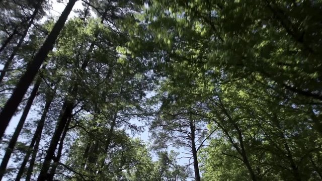 Driving Through a Tunnel of Tall Trees