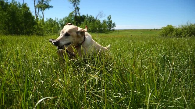 Yellow lab playing fetch and retrieving stick in grassy field.