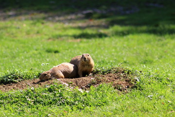 Zwei Präriehund vor ihrer Erdhöhle