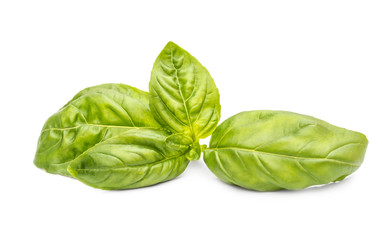 Basil on white background.