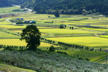 日本の秋。山間の棚田。遠野　岩手　日本。９月下旬。