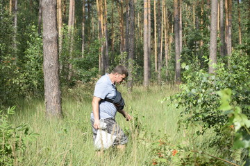активный кавказский мужчина собирает грибы в сосновом лесу   © sashasandro