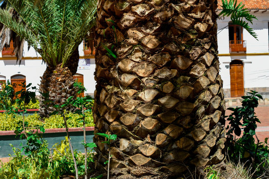 palm tree in a beautiful park
