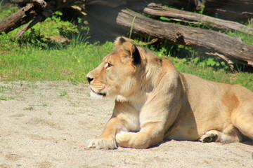 Fototapeta na wymiar Blick auf ein Löwenweibchen