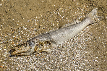 Dead fish on the sand and shells of a beach