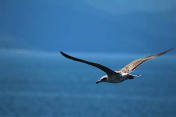 A herring gull flying over the Mediterranean sea near Keramoti, Greece