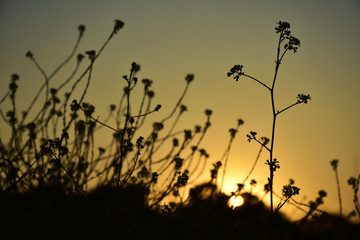 Fototapeta premium Golden sunset from behind the silhouettes of wild flowers and meadows