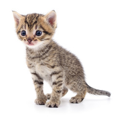 Kitten on white background.