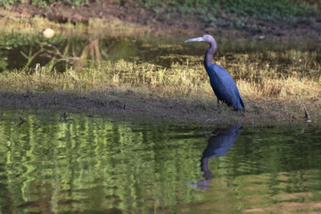 Little Blue Heron wading through the marsh