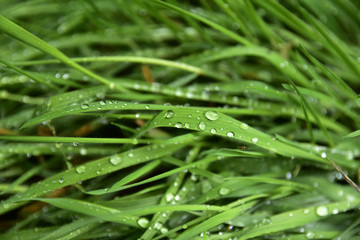 Grass with water drops after a rainy day in Bariloche, Argentina
