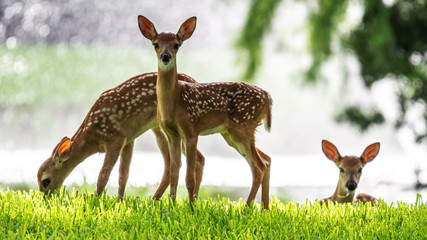 Three fawns in the sunlight!