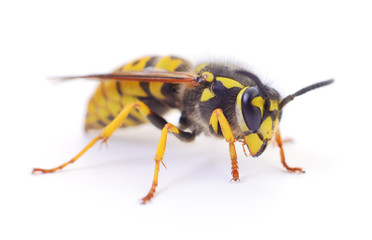 Wasp isolated on white.