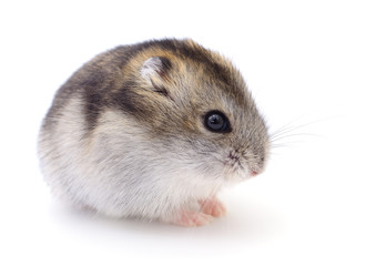 Small domestic hamster.