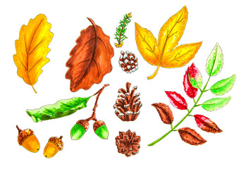 Collection set of beautiful colourful autumn leaves isolated on white background hand drawn illustration