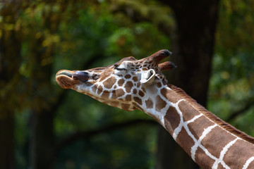 Netzgieraffe