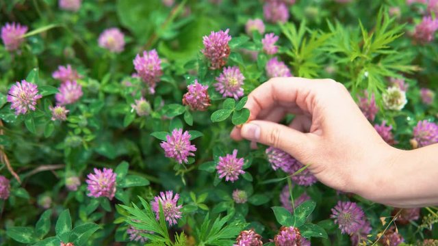 A female hand turns a four-leafed clover, a symbol of luck, over pink flowers, close-up.