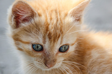 Macro of orange tabby kitten's head with intricate patterns in its eyes